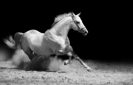 Malerei Horvath - Fototapeten Motiv Tiere Nr. 22