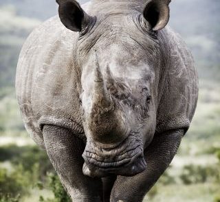 Malerei Horvath - Fototapeten Motiv Tiere Nr. 25